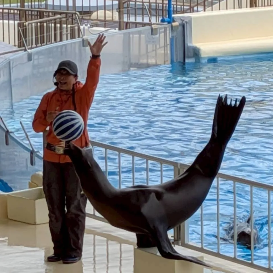 6月のテーマ「海」のReggio活動の集大成として、Mari...